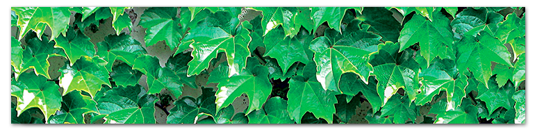 Плющ (Ivy)